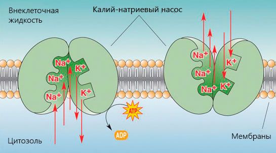 Молекулы калия и натрия – основа энергообмена в клетках живого организма