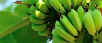 Растение банана имеет мощные корни, стебель, на котором расположены огромные листья.