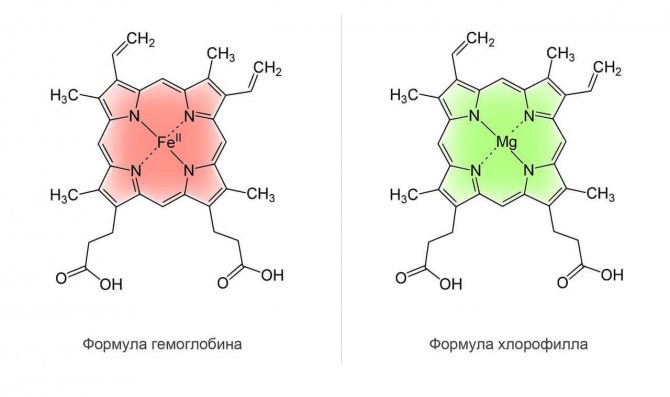 сходство хлорофилла и гемоглобина