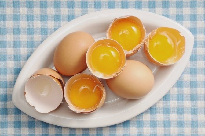 Строение куриного яйца