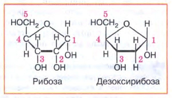 Углеводы: структурные формулы рибозы и дезоксирибозы фото