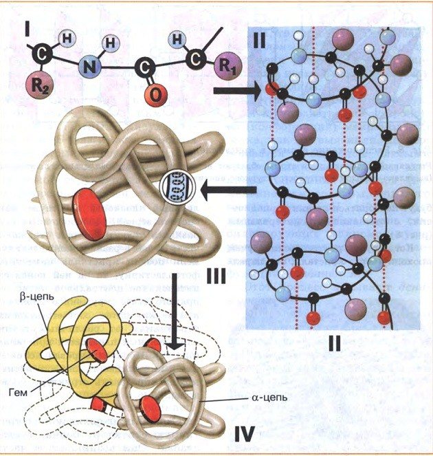 Уровни белковых молекул фото