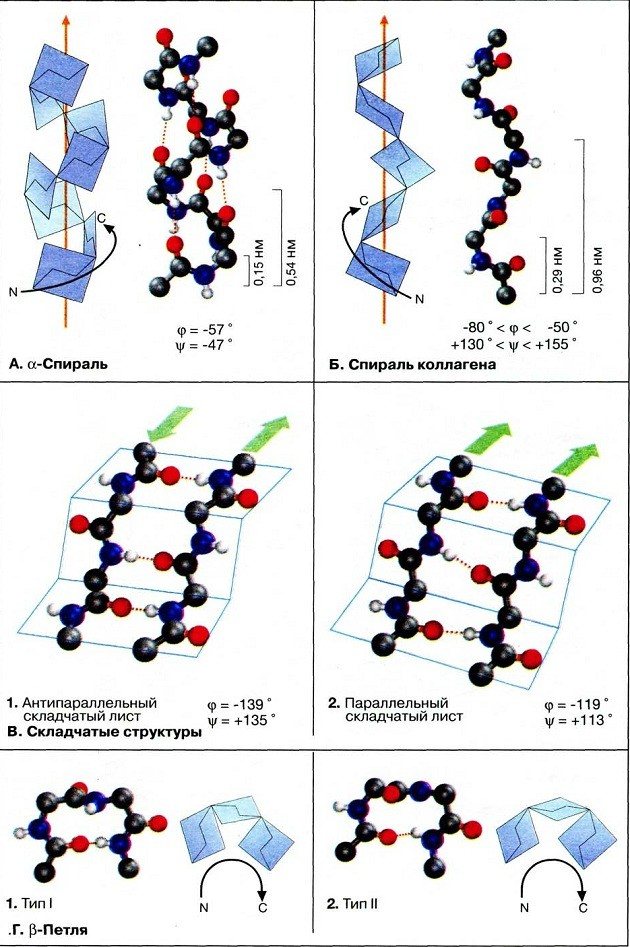 Вторичная структура белков фото