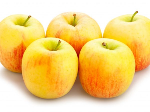 Яблоки могут помочь похудеть