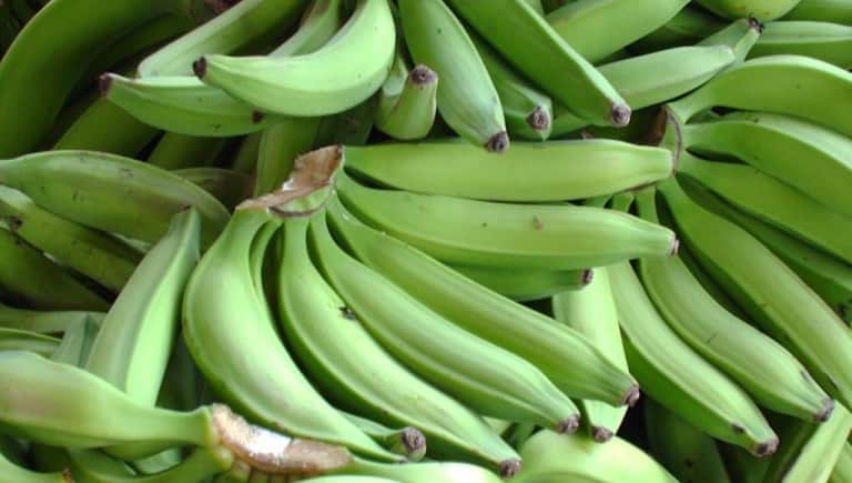 зеленые бананы Платано