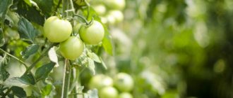 Зеленые помидоры менее остальных полезны для организма